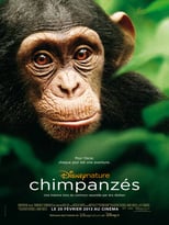 Image Chimpanzés